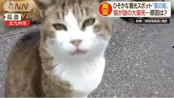 娱乐吃瓜酱70只猫猫,娱乐吃瓜酱带你领略猫咪世界